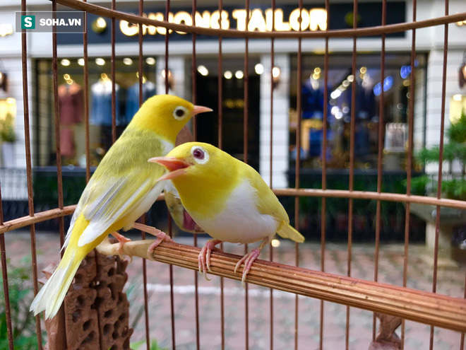  Thú vui tiền tỷ phục vụ giới nhà giàu Việt Nam - Ảnh 1